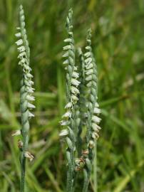 Fotografia da espécie Spiranthes spiralis