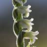 Fotografia 12 da espécie Spiranthes spiralis do Jardim Botânico UTAD