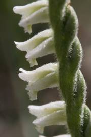 Fotografia da espécie Spiranthes spiralis