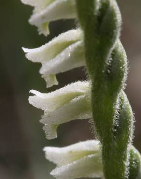 Fotografia 13 da espécie Spiranthes spiralis no Jardim Botânico UTAD