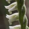 Fotografia 13 da espécie Spiranthes spiralis do Jardim Botânico UTAD