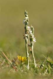 Fotografia da espécie Spiranthes spiralis