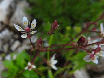 Fotografia da espécie Saxifraga stellaris