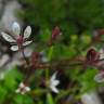 Fotografia 10 da espécie Saxifraga stellaris do Jardim Botânico UTAD