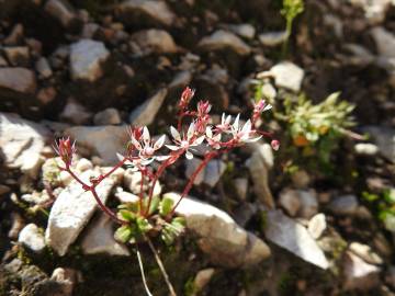 Fotografia da espécie Saxifraga stellaris