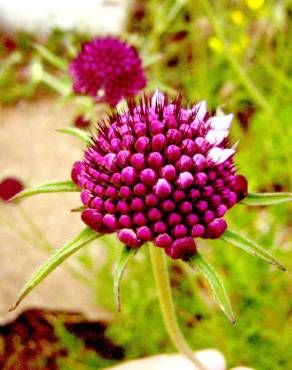 Fotografia 8 da espécie Scabiosa atropurpurea no Jardim Botânico UTAD