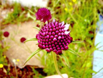 Fotografia da espécie Scabiosa atropurpurea