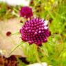 Fotografia 8 da espécie Scabiosa atropurpurea do Jardim Botânico UTAD