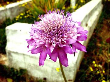 Fotografia da espécie Scabiosa atropurpurea