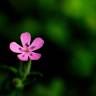 Fotografia 5 da espécie Saponaria ocymoides do Jardim Botânico UTAD