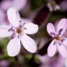 Fotografia 7 da espécie Saponaria ocymoides do Jardim Botânico UTAD