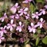 Fotografia 9 da espécie Saponaria ocymoides do Jardim Botânico UTAD