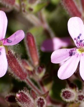 Fotografia 10 da espécie Saponaria ocymoides no Jardim Botânico UTAD