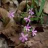 Fotografia 11 da espécie Saponaria ocymoides do Jardim Botânico UTAD