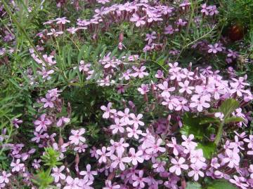 Fotografia da espécie Saponaria ocymoides