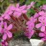 Fotografia 13 da espécie Saponaria ocymoides do Jardim Botânico UTAD