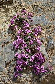 Fotografia da espécie Saponaria ocymoides