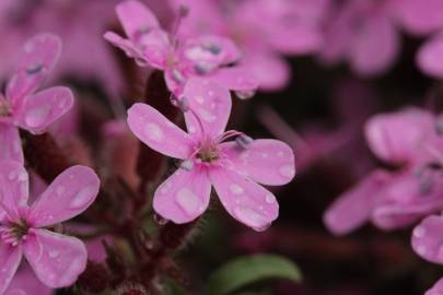 Fotografia da espécie Saponaria ocymoides