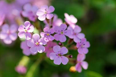 Fotografia da espécie Saponaria ocymoides