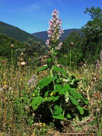 Fotografia da espécie Salvia sclarea