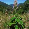 Fotografia 8 da espécie Salvia sclarea do Jardim Botânico UTAD