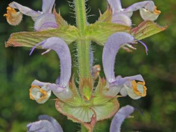 Fotografia da espécie Salvia sclarea