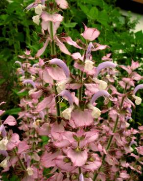 Fotografia 10 da espécie Salvia sclarea no Jardim Botânico UTAD