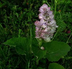 Fotografia da espécie Salvia sclarea