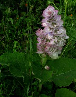 Fotografia 11 da espécie Salvia sclarea no Jardim Botânico UTAD