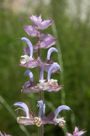 Fotografia da espécie Salvia sclarea