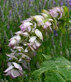 Fotografia da espécie Salvia sclarea
