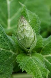 Fotografia da espécie Salvia sclarea