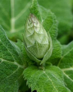 Fotografia 14 da espécie Salvia sclarea no Jardim Botânico UTAD