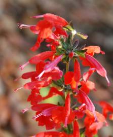 Fotografia da espécie Salvia coccinea