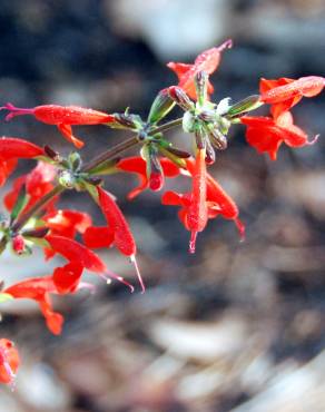 Fotografia 7 da espécie Salvia coccinea no Jardim Botânico UTAD