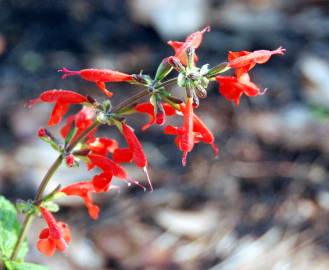 Fotografia da espécie Salvia coccinea