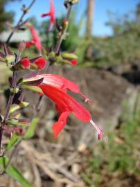 Fotografia da espécie Salvia coccinea