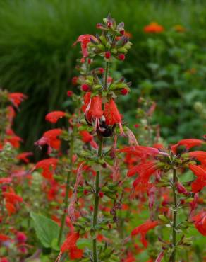 Fotografia 10 da espécie Salvia coccinea no Jardim Botânico UTAD