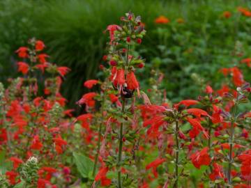 Fotografia da espécie Salvia coccinea