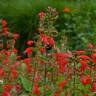 Fotografia 10 da espécie Salvia coccinea do Jardim Botânico UTAD