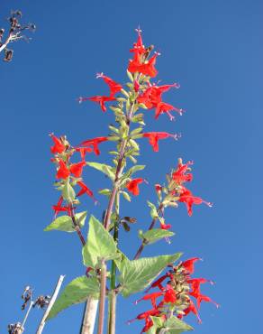 Fotografia 11 da espécie Salvia coccinea no Jardim Botânico UTAD