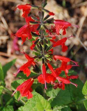 Fotografia 14 da espécie Salvia coccinea no Jardim Botânico UTAD