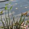 Fotografia 9 da espécie Sagittaria sagittifolia do Jardim Botânico UTAD