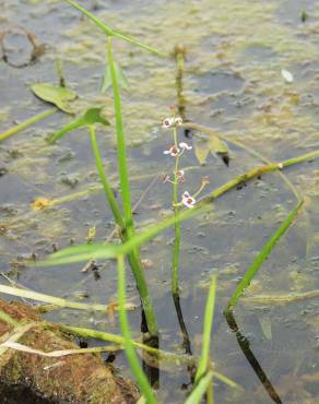 Fotografia 11 da espécie Sagittaria sagittifolia no Jardim Botânico UTAD