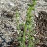 Fotografia 11 da espécie Salsola kali do Jardim Botânico UTAD