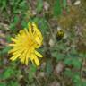 Fotografia 8 da espécie Hieracium glaucinum do Jardim Botânico UTAD