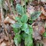 Fotografia 9 da espécie Hieracium glaucinum do Jardim Botânico UTAD