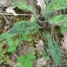 Fotografia 10 da espécie Hieracium glaucinum do Jardim Botânico UTAD