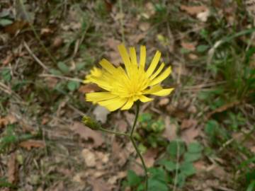 Fotografia da espécie Hieracium glaucinum
