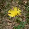 Fotografia 11 da espécie Hieracium glaucinum do Jardim Botânico UTAD